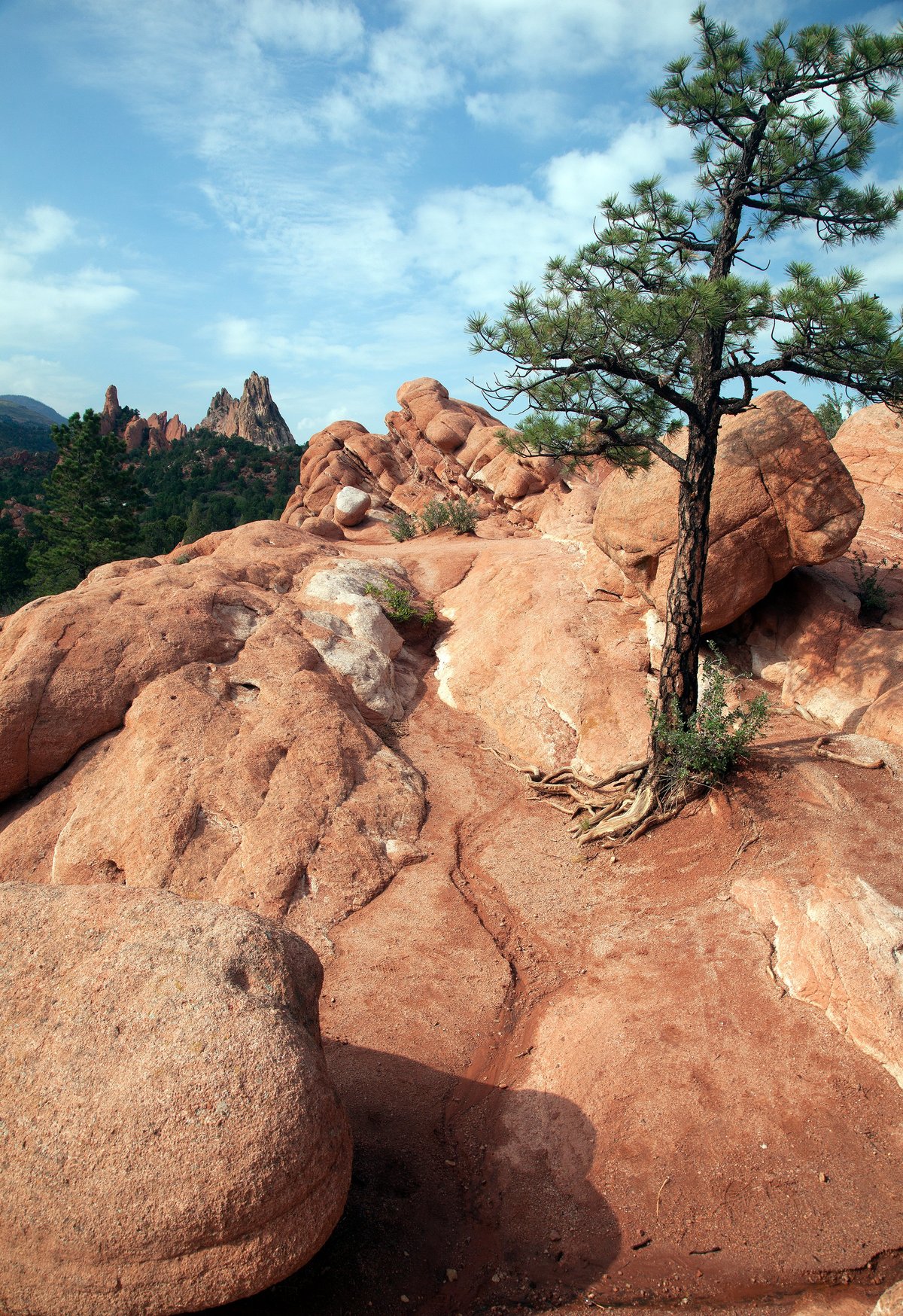 Pine tree growing from red rock in the Garden of the Gods, Colorado Springs